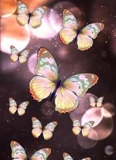 عکس پروانه متحرک زیبا