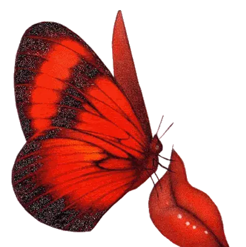 عکس پروانه متحرک زیبا