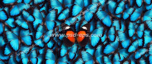 عکس کیوت پروانه ای