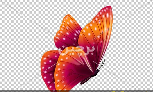 عکس کیوت پروانه ای