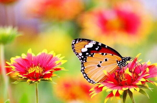 عکس پروانه و گل برای پروفایل