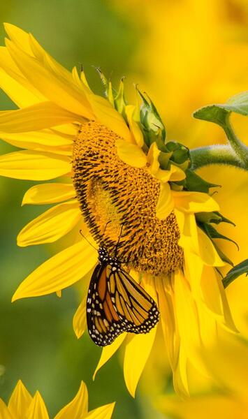 عکس پروانه و گل برای پروفایل