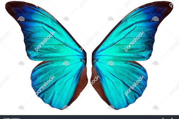 عکس کیوت پروانه آبی