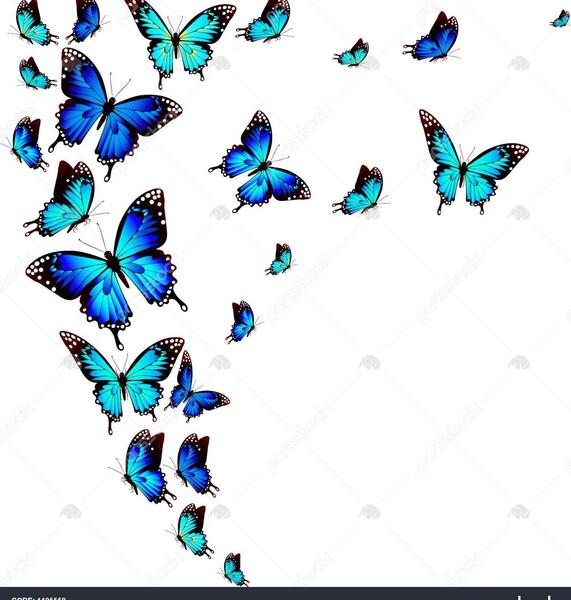 عکس کیوت پروانه آبی