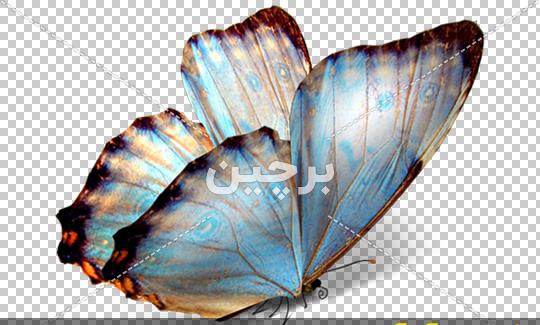 عکس کیوت پروانه آبی