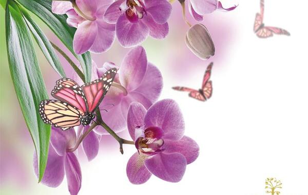 عکس کیوت پروانه بنفش