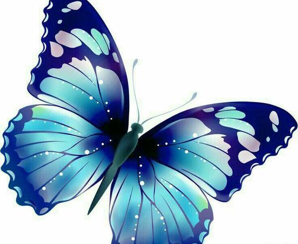 عکس پروانه ی کیوت