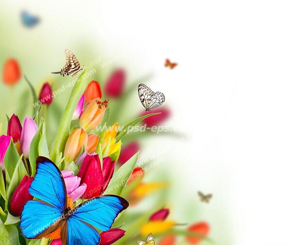 عکس پروانه گلی