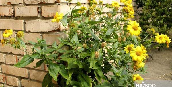 عکس گل پروانه ای