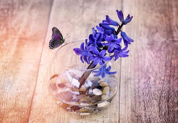 عکس گل پروانه ای