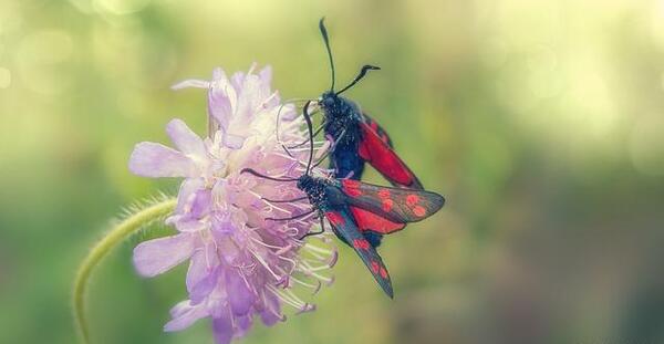 عکس گل پروانه ای