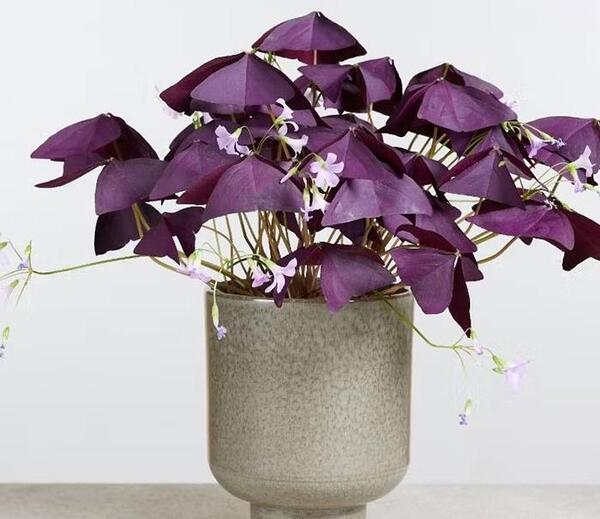 عکس گل پروانه ای