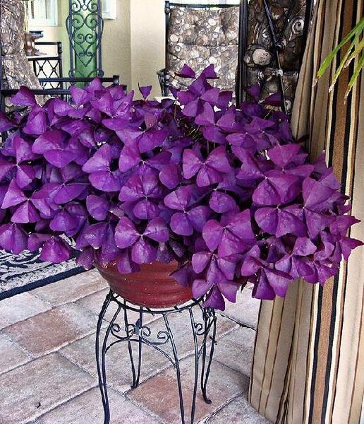 عکس گل پروانه ای