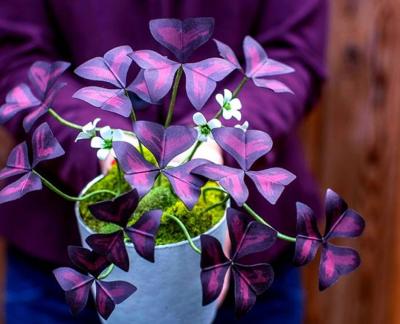 عکس گل پروانه ای