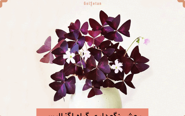 عکس گل پروانه ای