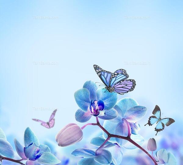 عکس گل پروانه ای