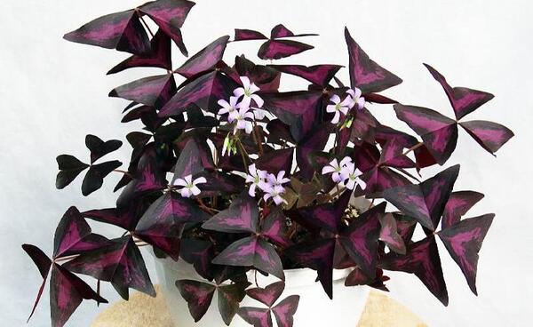 عکس گل پروانه ای