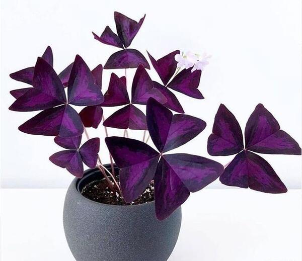 عکس گل پروانه ای