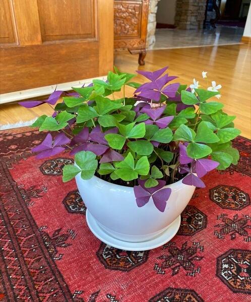 عکس گل پروانه ای