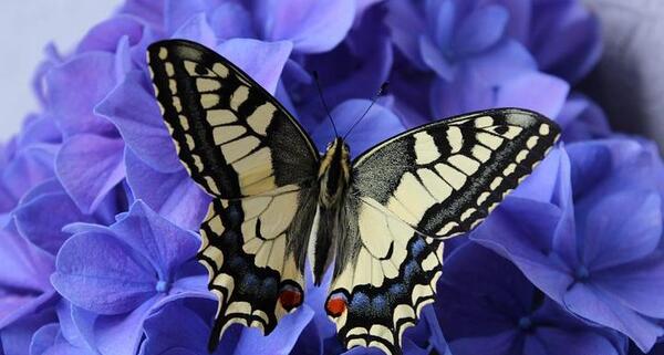عکس گل پروانه ای