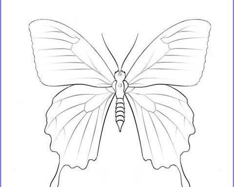 عکس پروانه کوچک نقاشی