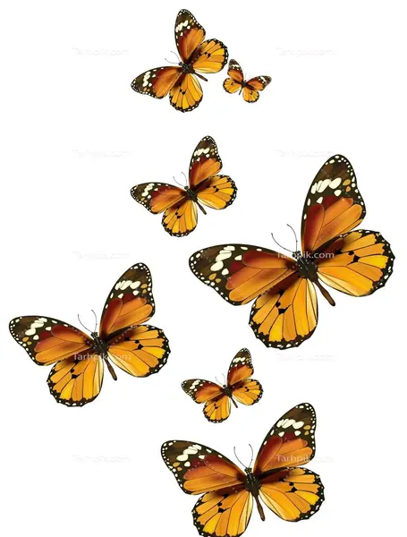 عکس پروانه های کوچک