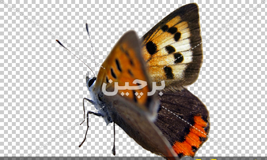 عکس پروانه ی کوچک