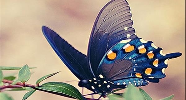 عکس قشنگترین پروانه