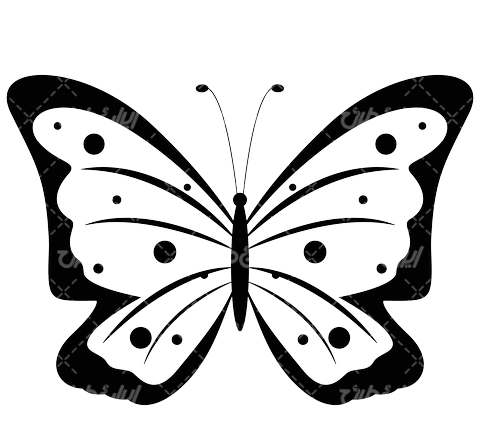 عکس پروانه سفید سیاه