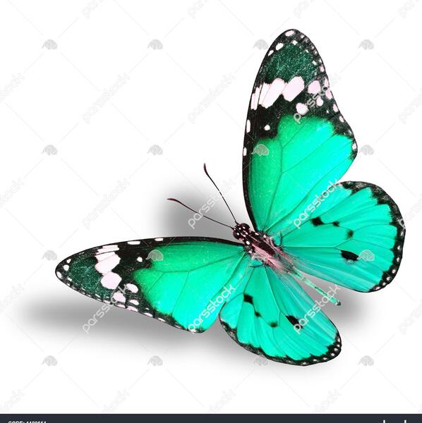 عکس پروانه سفید فانتزی