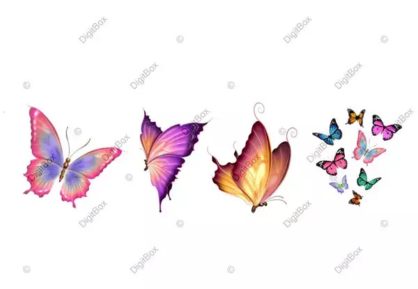 عکس پروانه فانتزی سیاه سفید