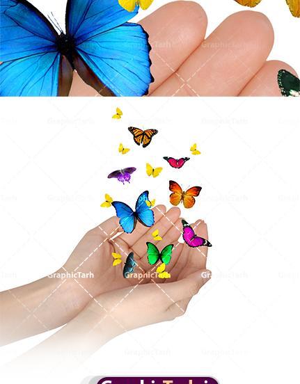 عکس پروانه فانتزی سیاه سفید