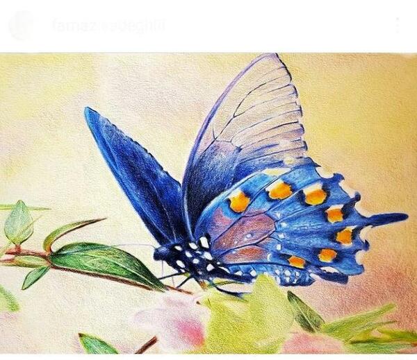 عکس طراحی پروانه با مداد رنگی