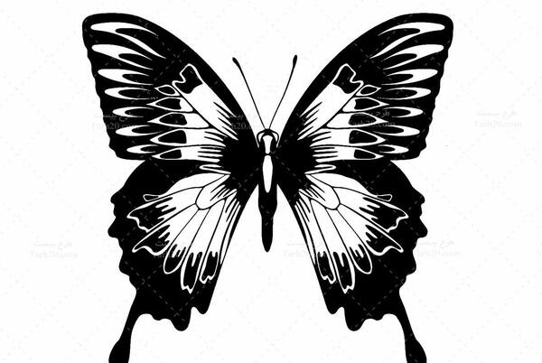 عکس پروانه برای طراحی