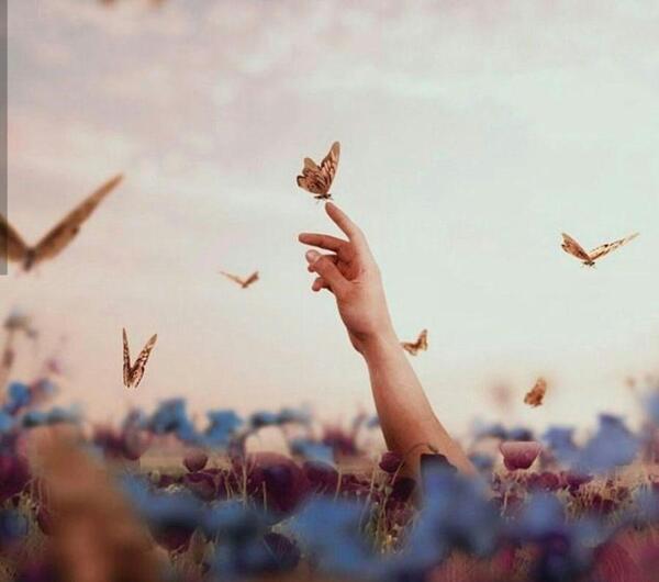عکس پروانه برای پروفایل غمگین