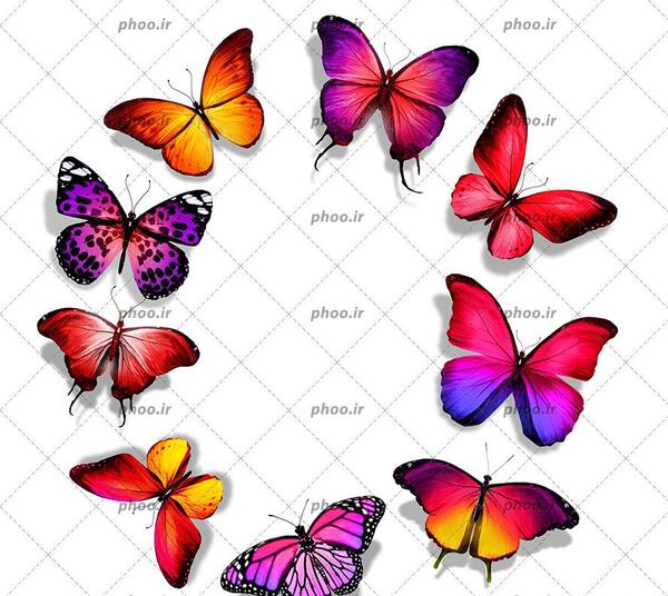 عکس پروانه عکس نقاشی پروانه