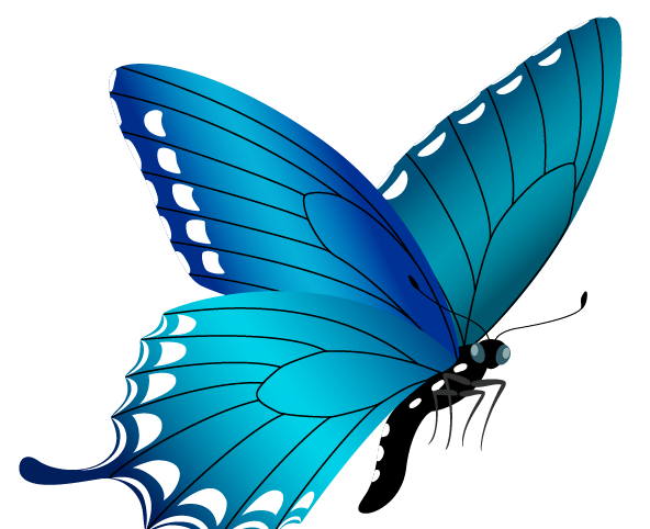 عکس پروانه عکس نقاشی پروانه