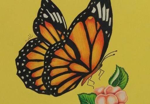 عکس نقاشی پروانه طراحی