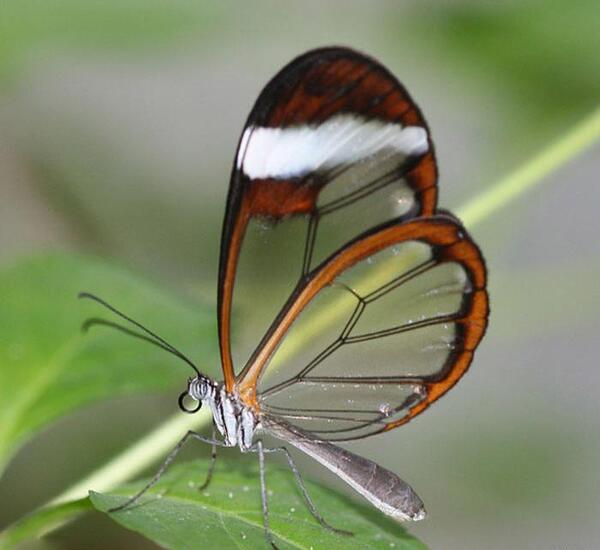 عکس از پروانه طبیعی