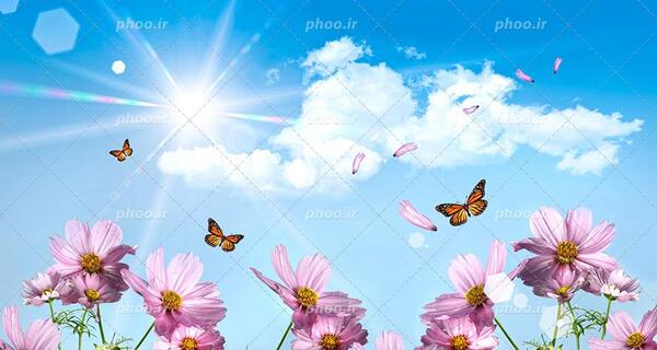 عکس از پروانه طبیعی