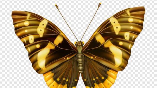 عکس پس زمینه پروانه طلایی