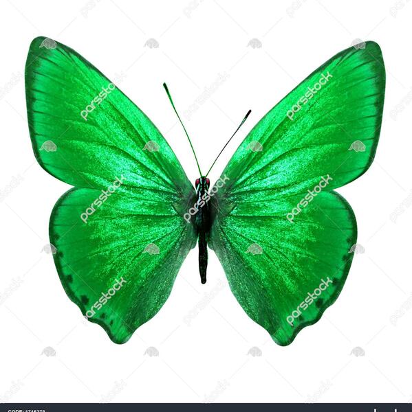 عکس پروانه سبز رنگ