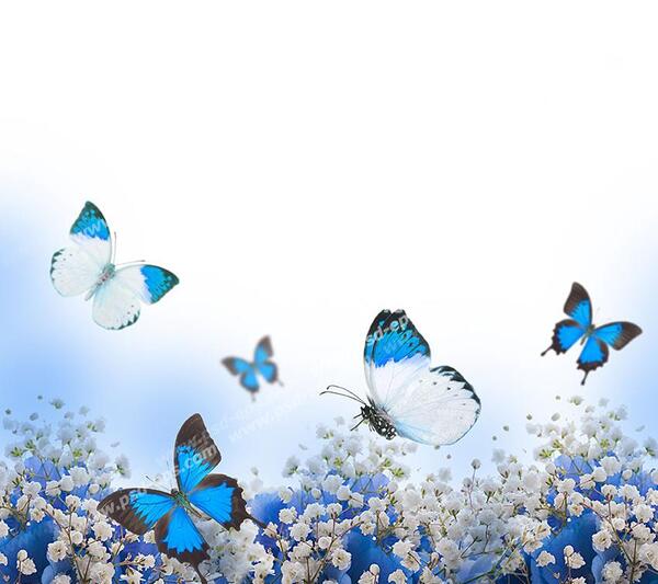 عکس پروانه سبز برای چاپ
