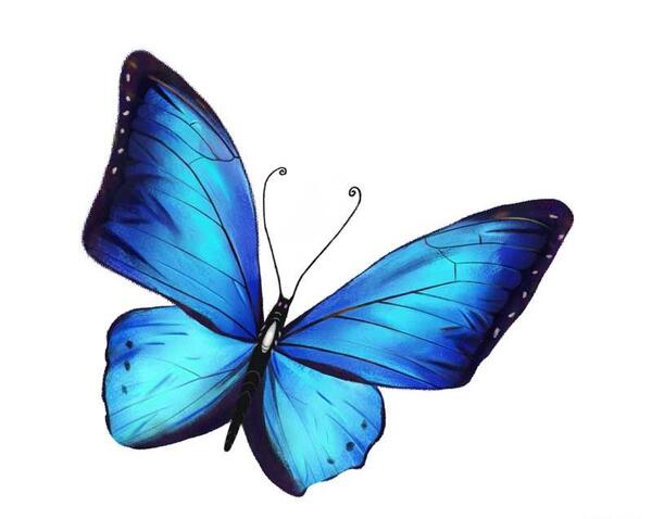 عکس پروانه سبز آبی
