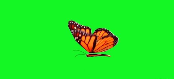 عکس پروانه ی سبز