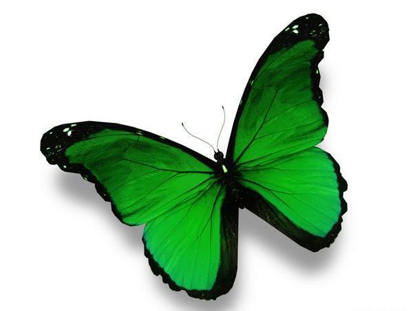 عکس پروانه ی سبز