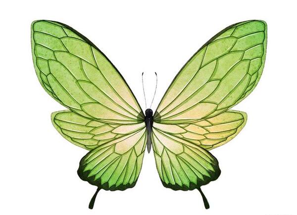 عکس پروانه ی سبز