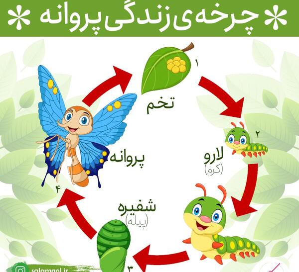 عکس کرم ابریشم تا پروانه شدن