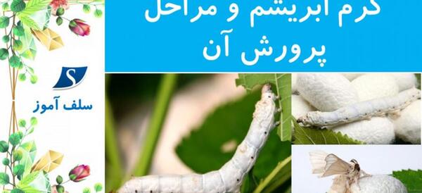 عکس کرم ابریشم تا پروانه شدن
