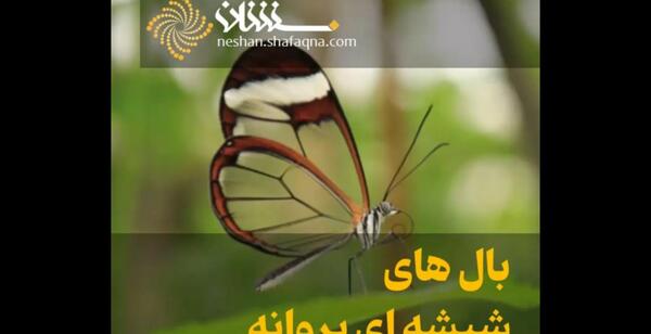 عکس پروانه بال شیشه ای
